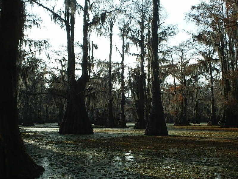 Goat Island, Caddo Lake Texastrip report